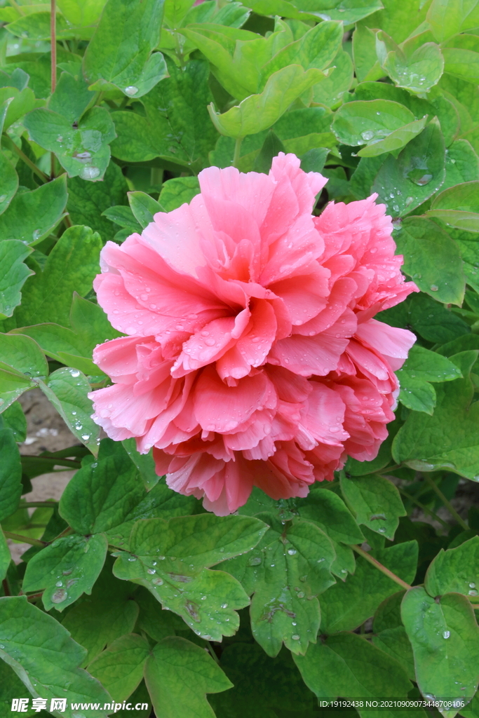 牡丹花 