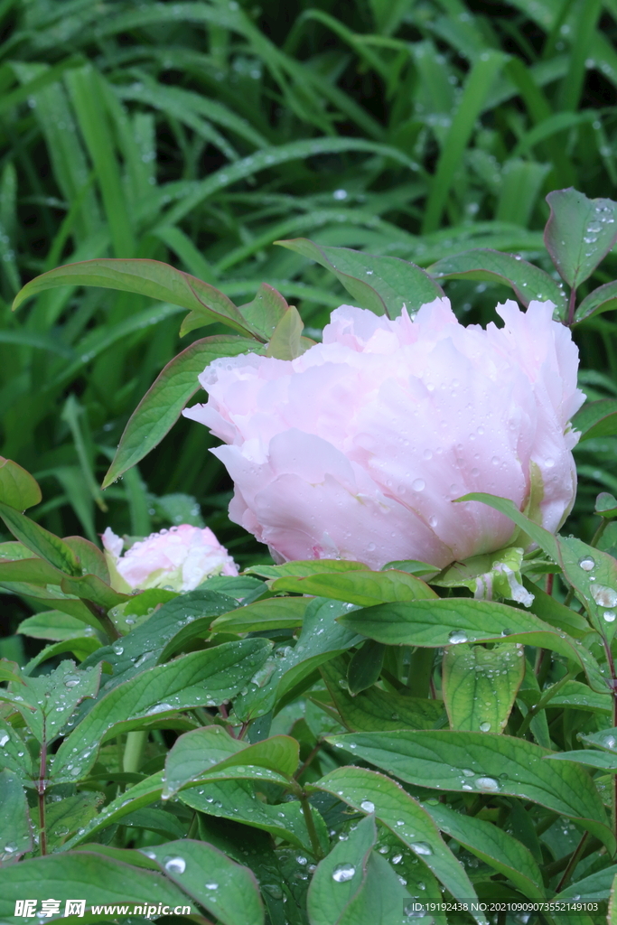 牡丹花 