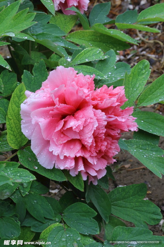 牡丹花