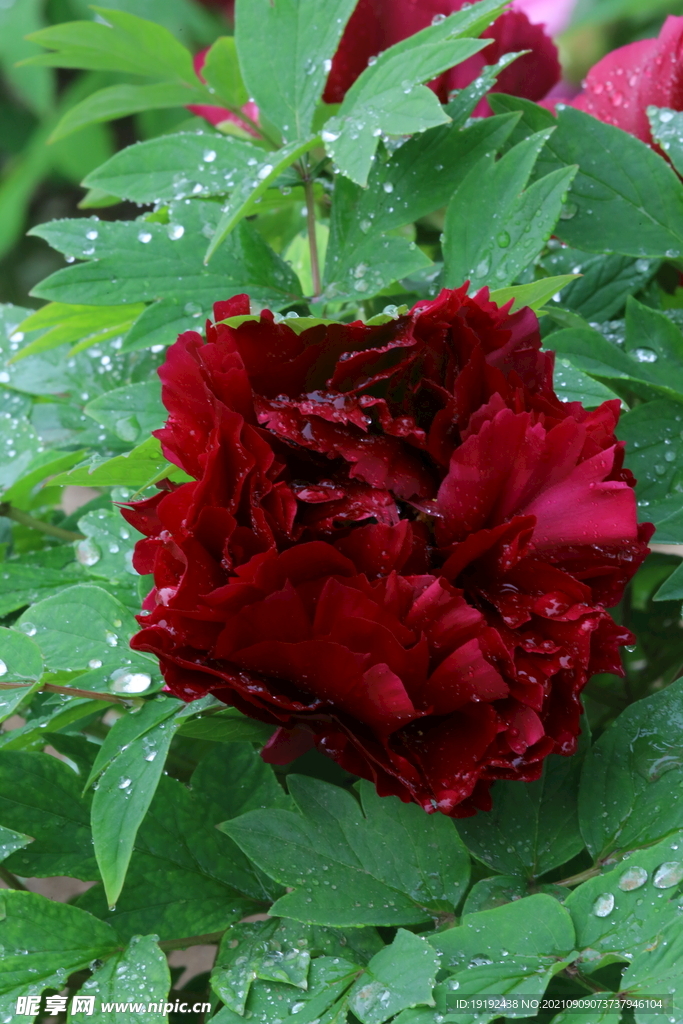 牡丹花 