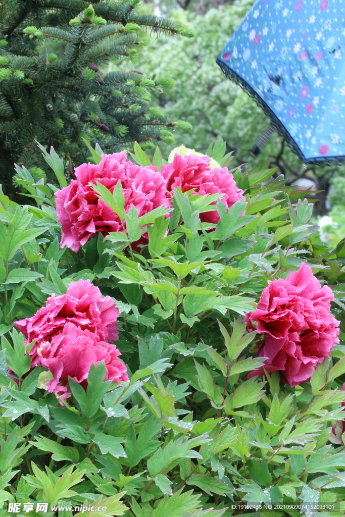 牡丹花