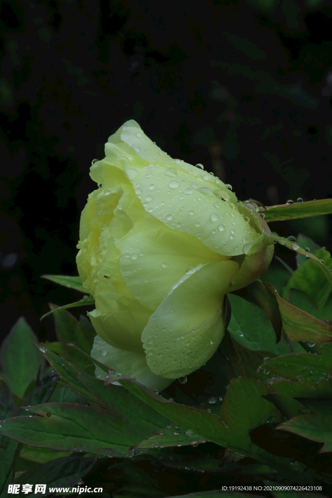 牡丹花