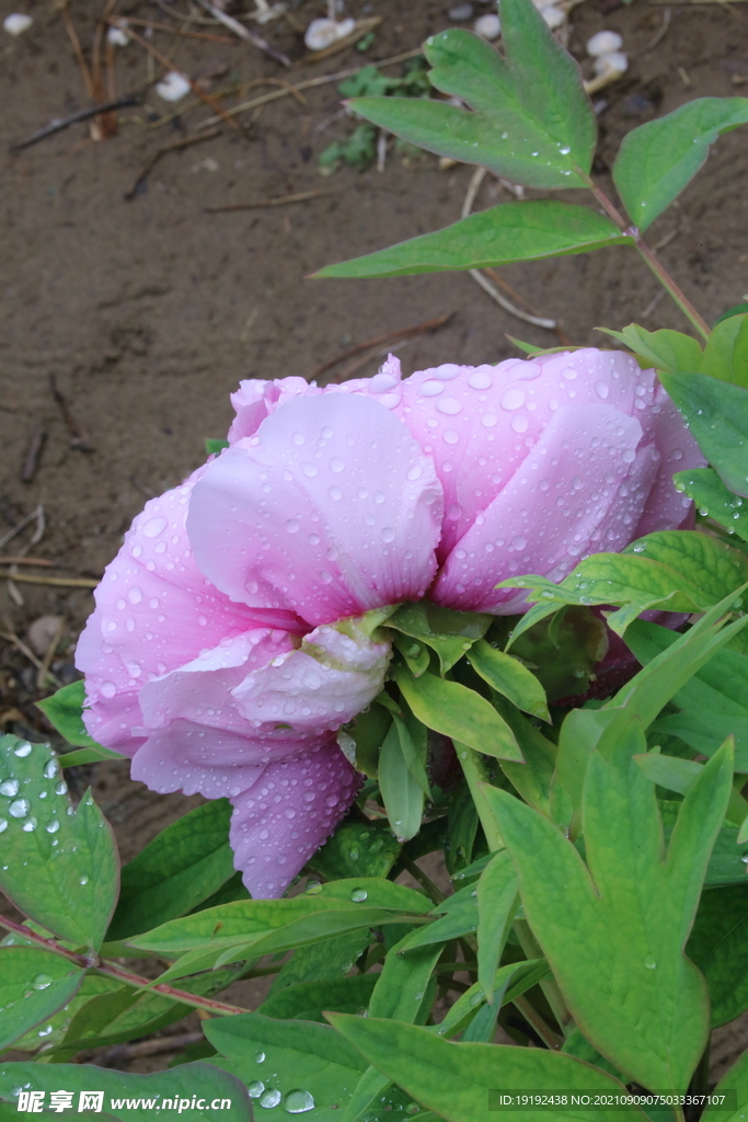 牡丹花 
