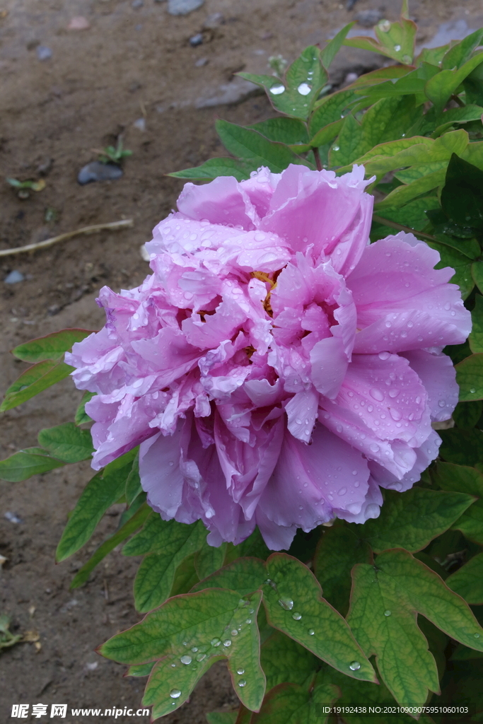 牡丹花 