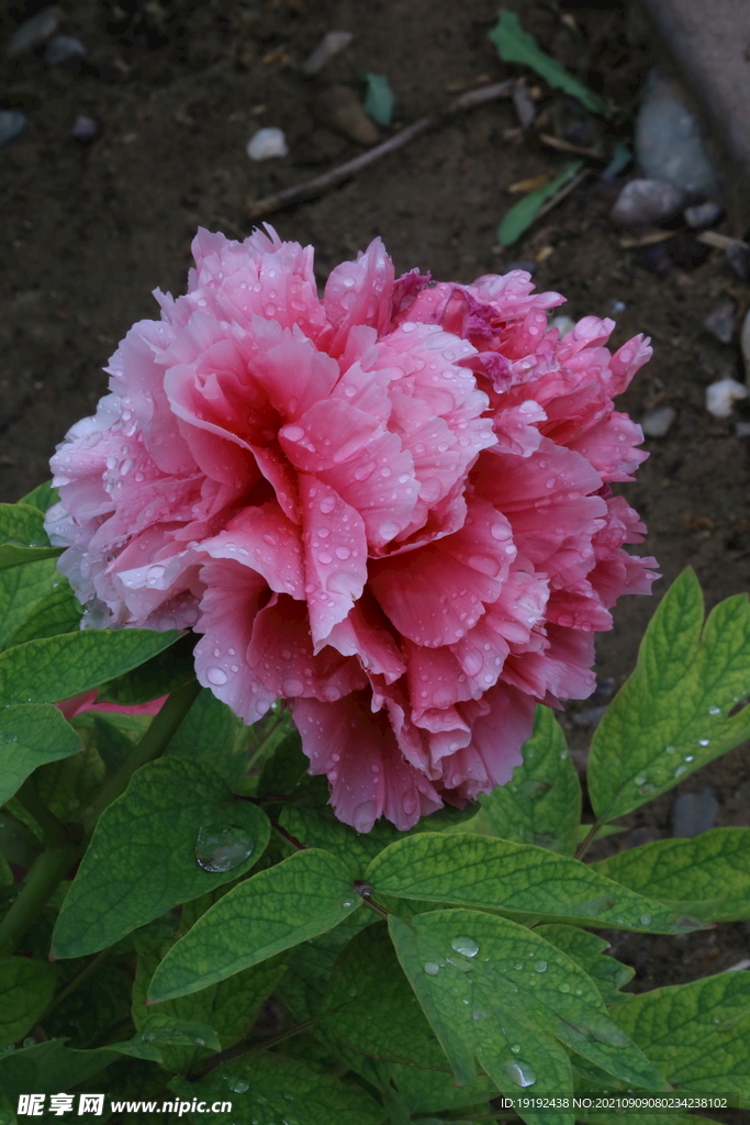 牡丹花