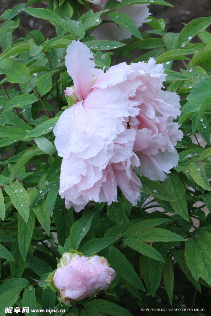 牡丹花