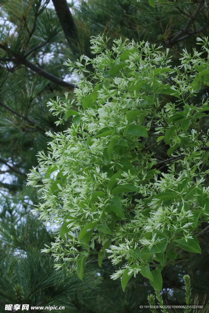  流苏树花