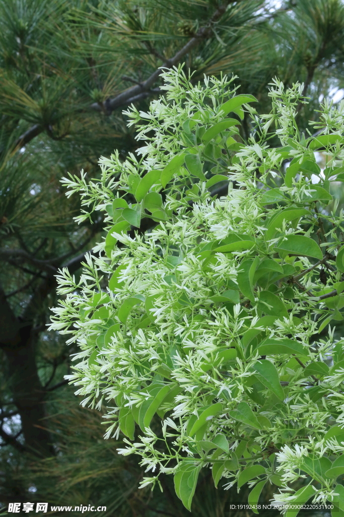  流苏树花 