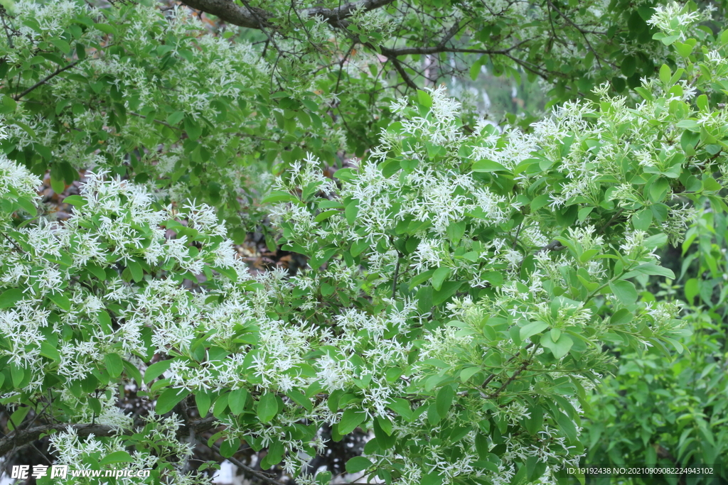  流苏树花 