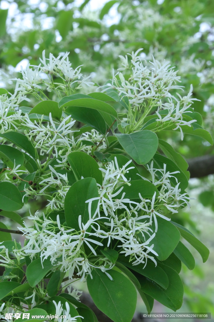  流苏树花 