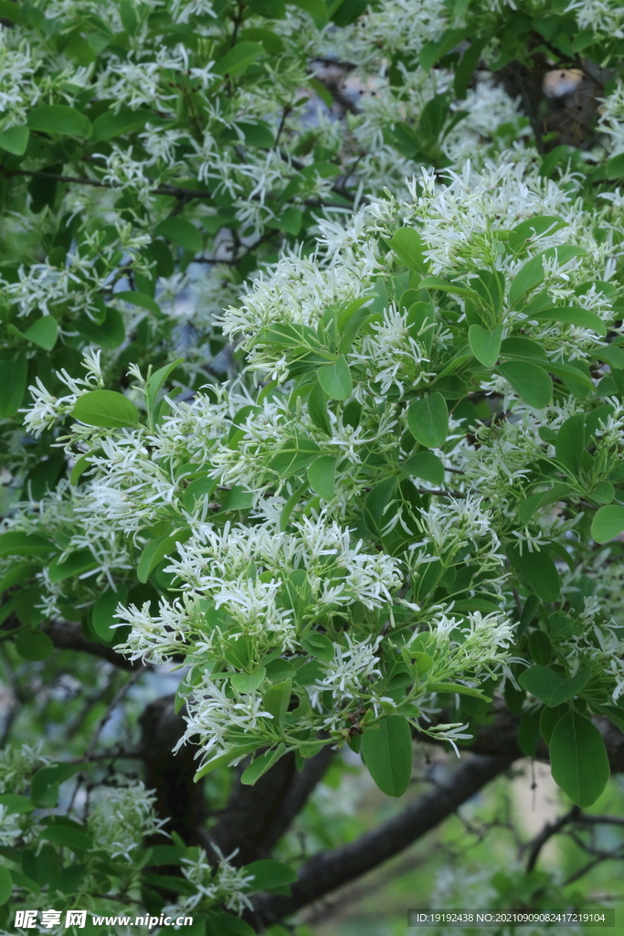 流苏树花 