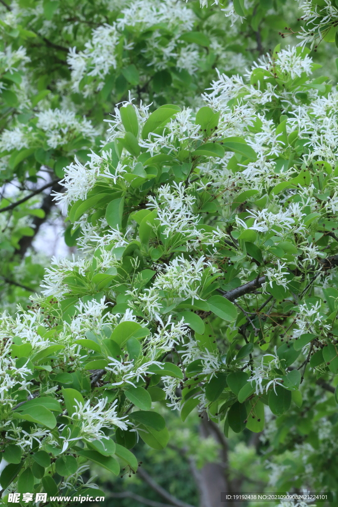 流苏树花