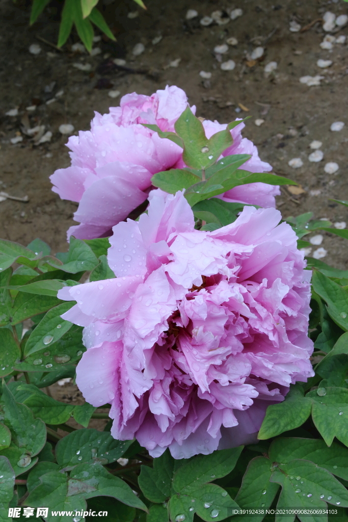 牡丹花 