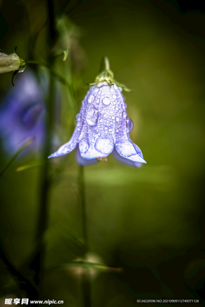 鲜花