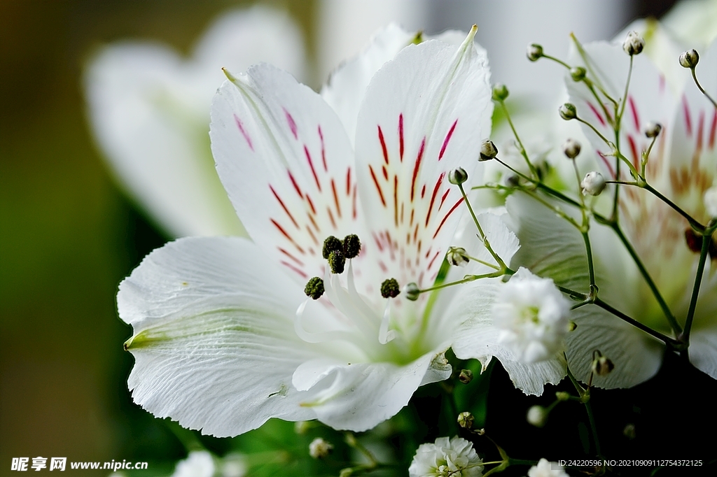 鲜花