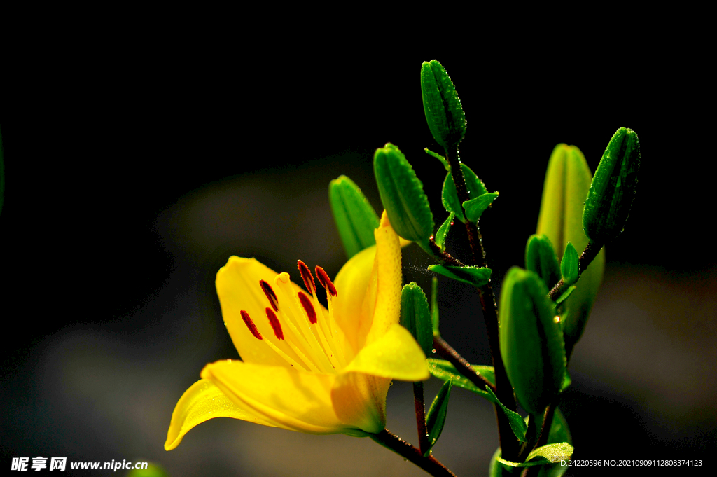 鲜花