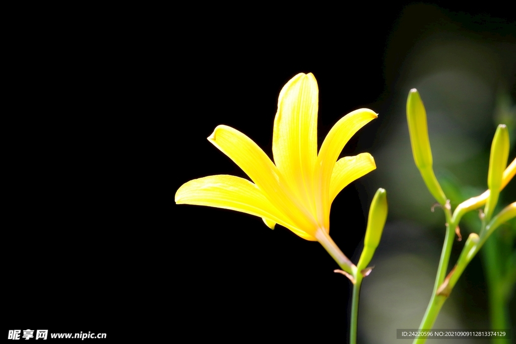 鲜花