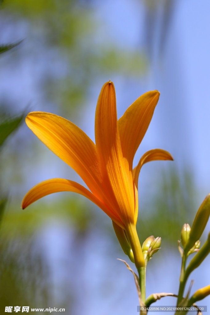 鲜花