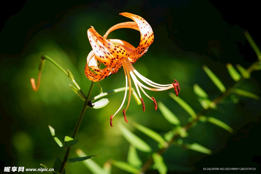 鲜花