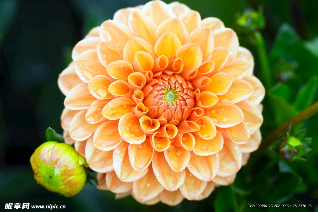 鲜花