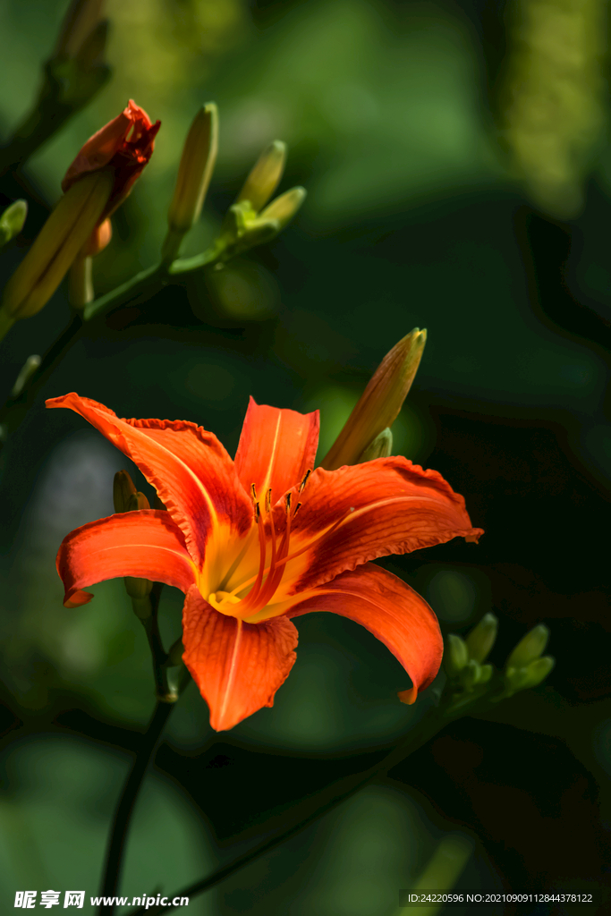 鲜花