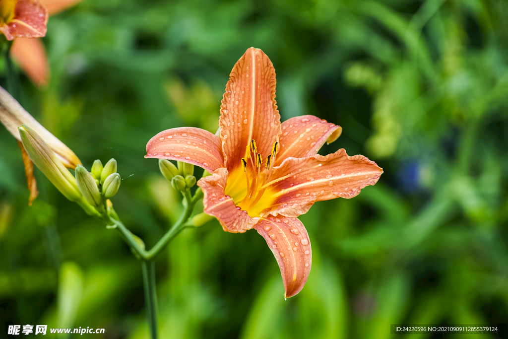 鲜花
