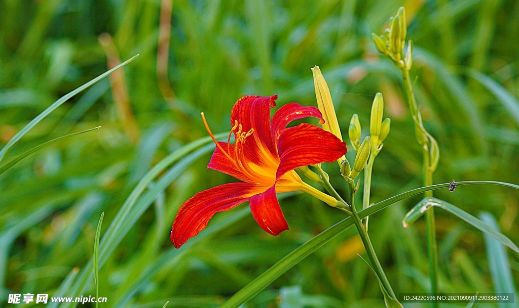鲜花