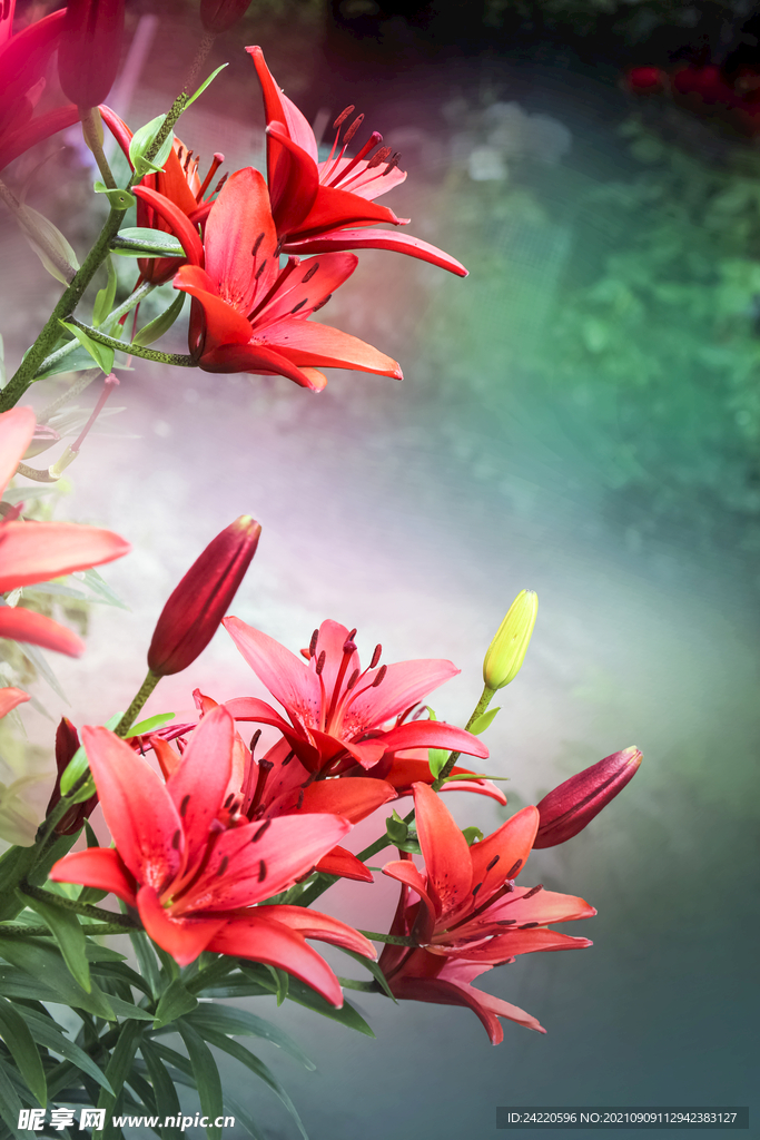鲜花