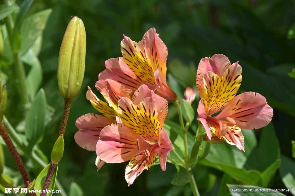 鲜花