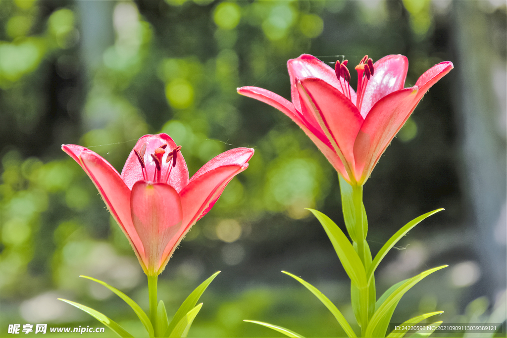 鲜花