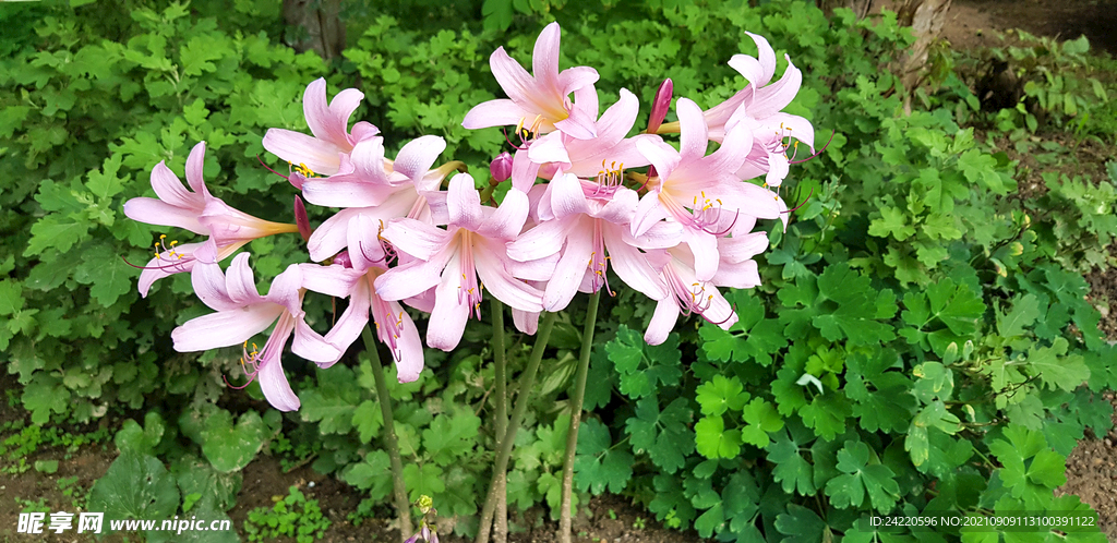 鲜花