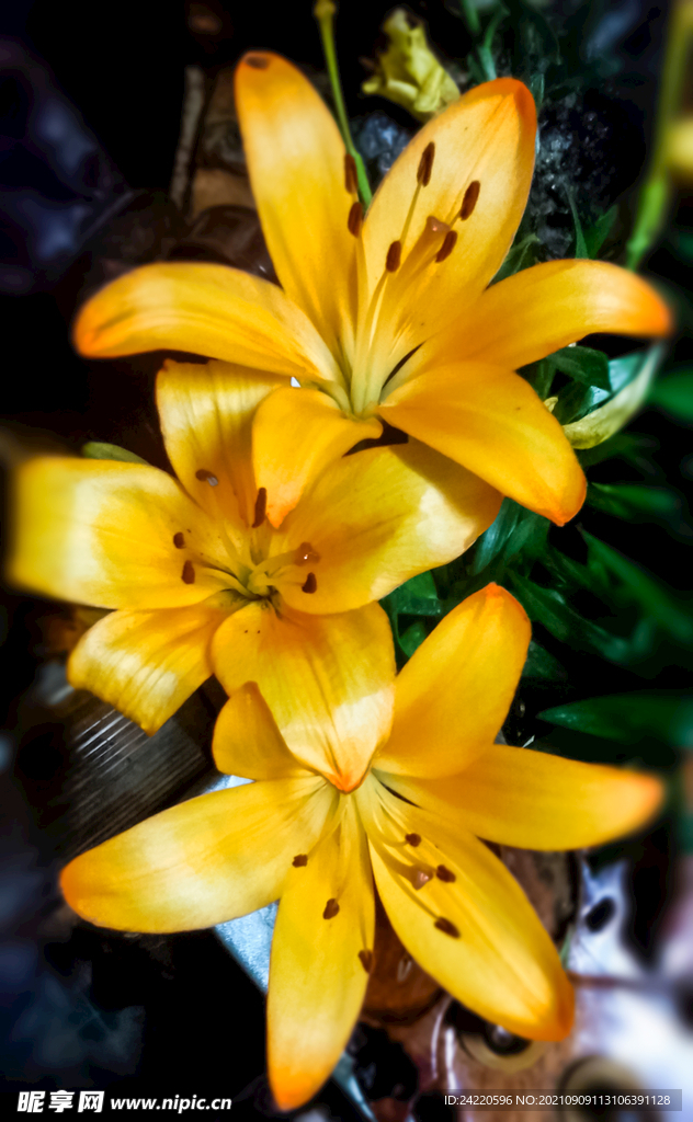 鲜花
