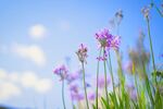 鲜花