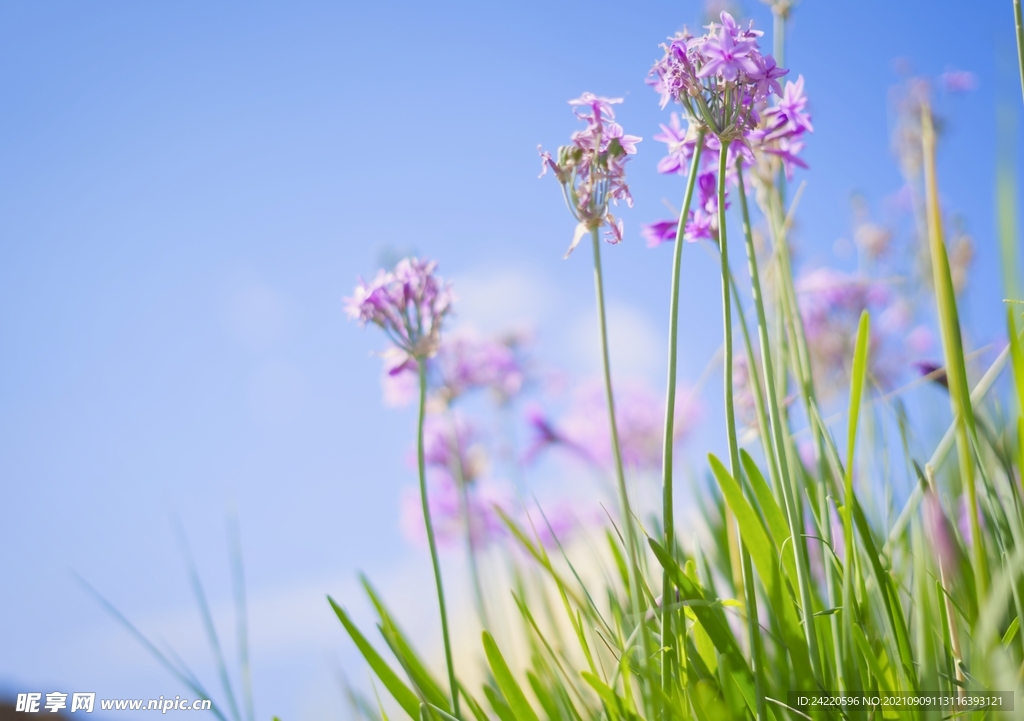 鲜花