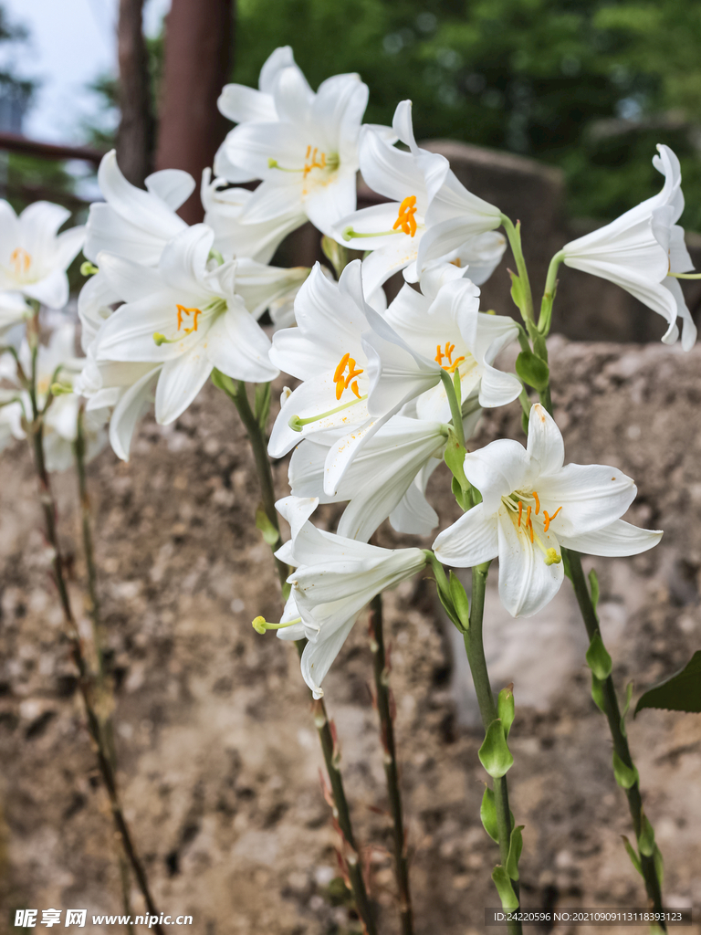 鲜花