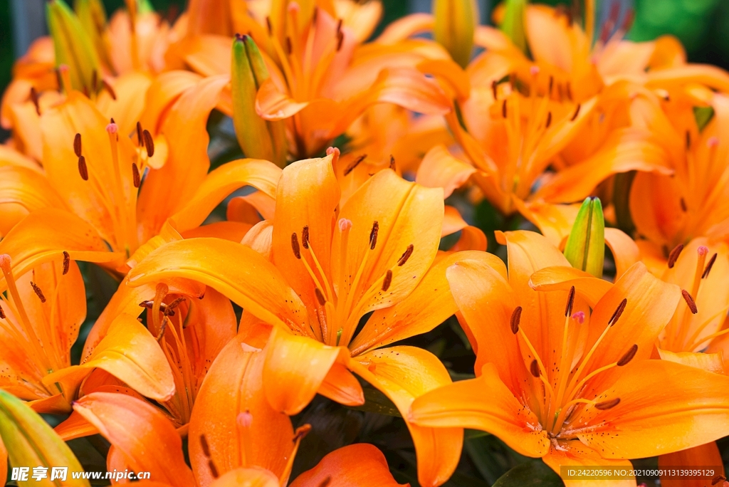 鲜花