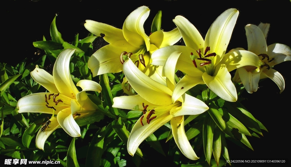 鲜花