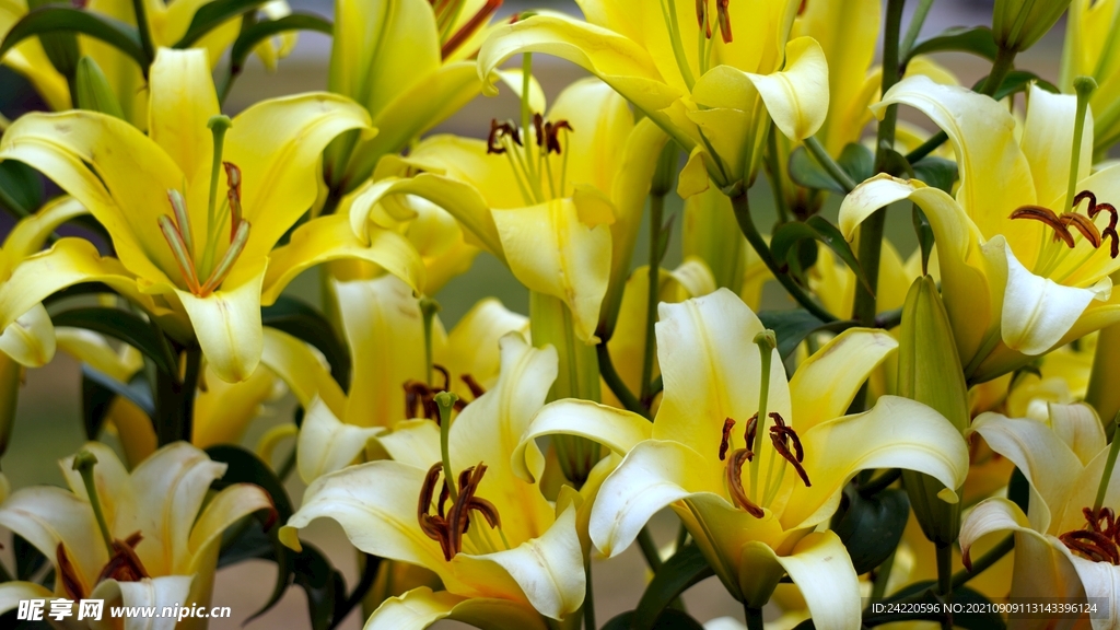 鲜花
