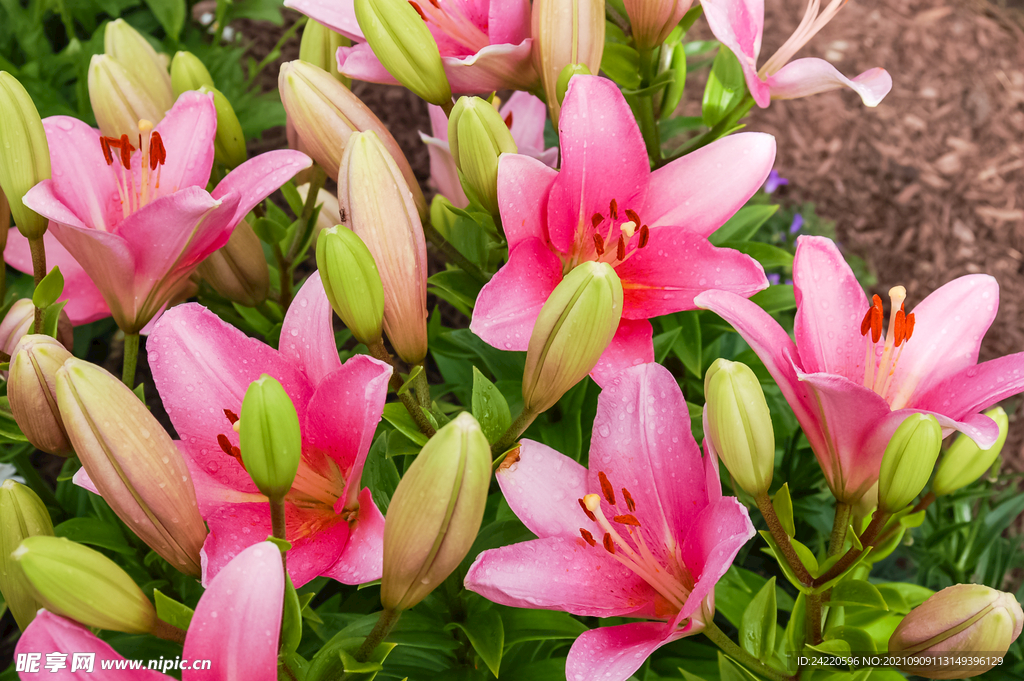 鲜花