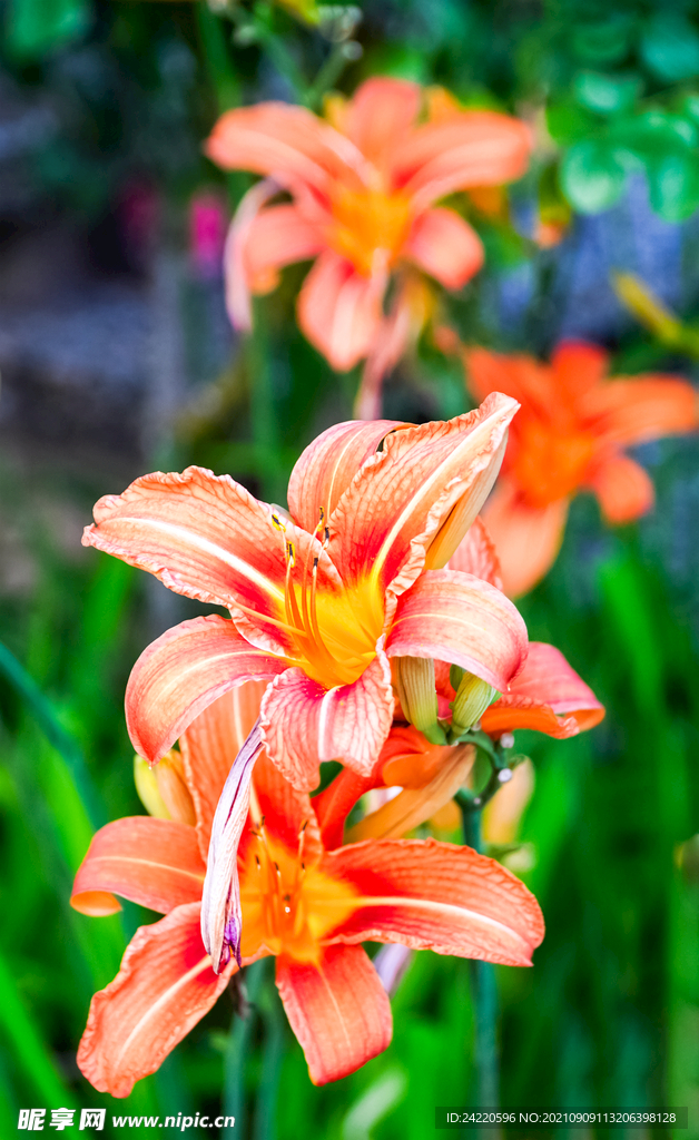 鲜花