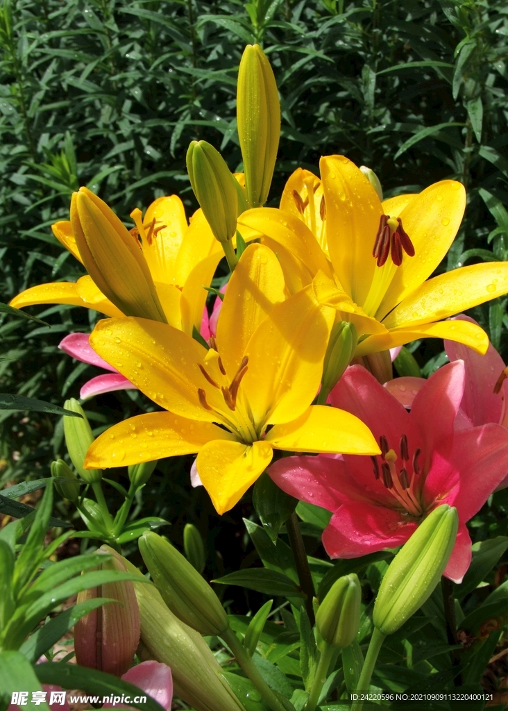 鲜花