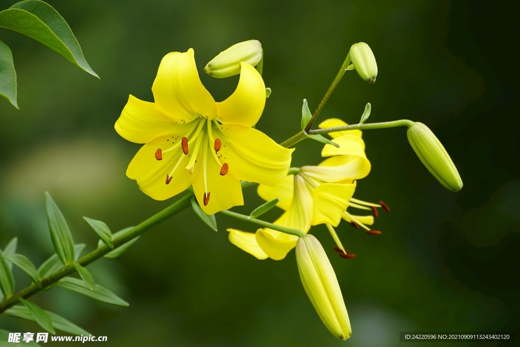 鲜花