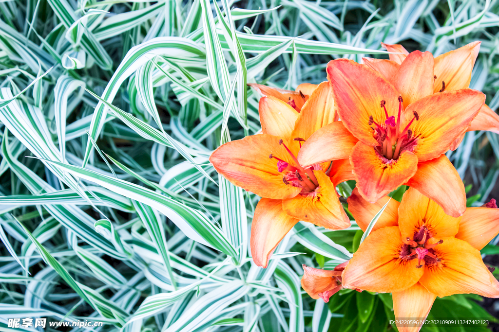 鲜花