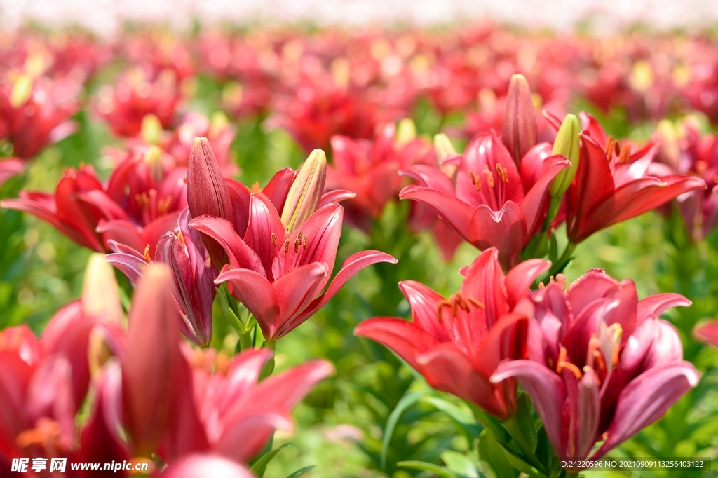 鲜花