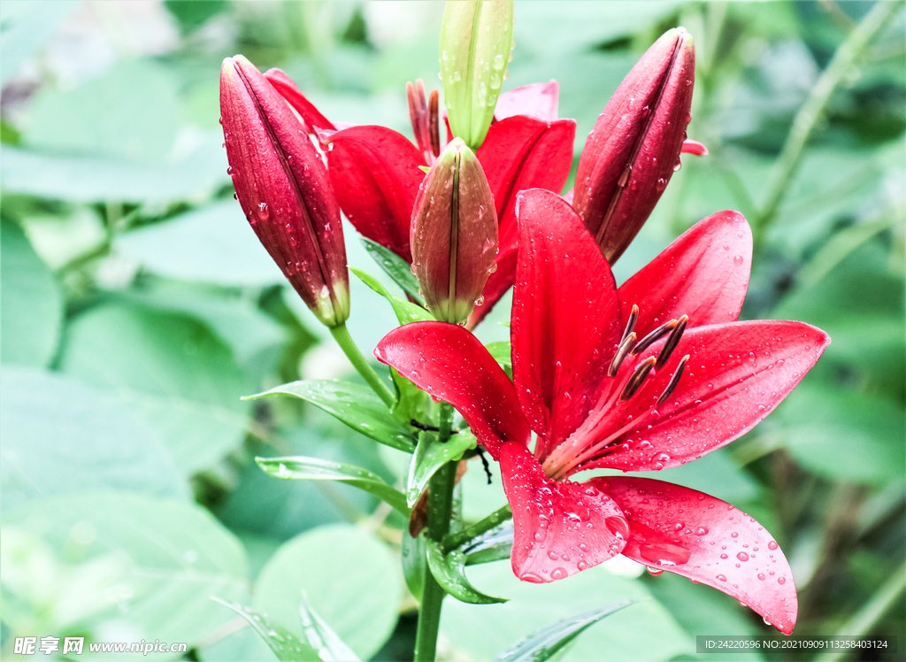 鲜花