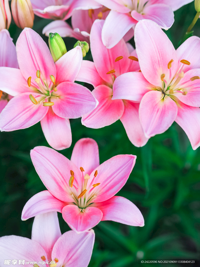 鲜花