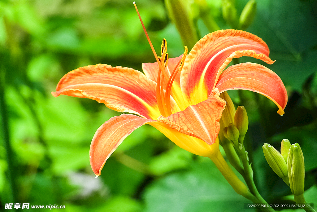 鲜花