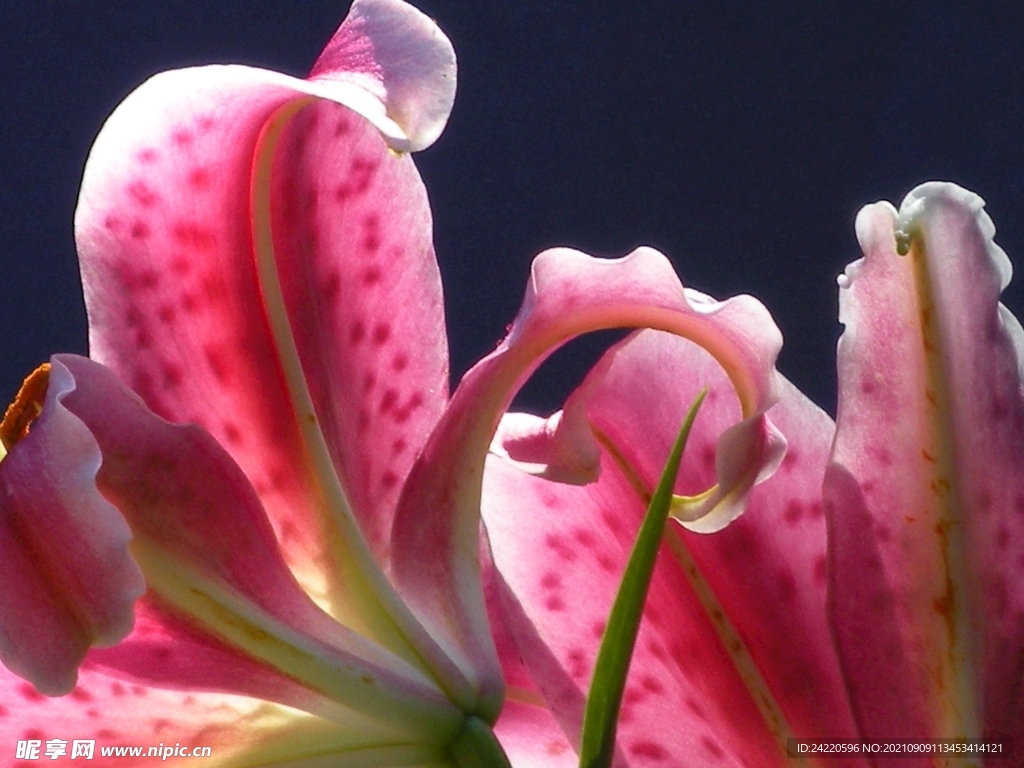 鲜花