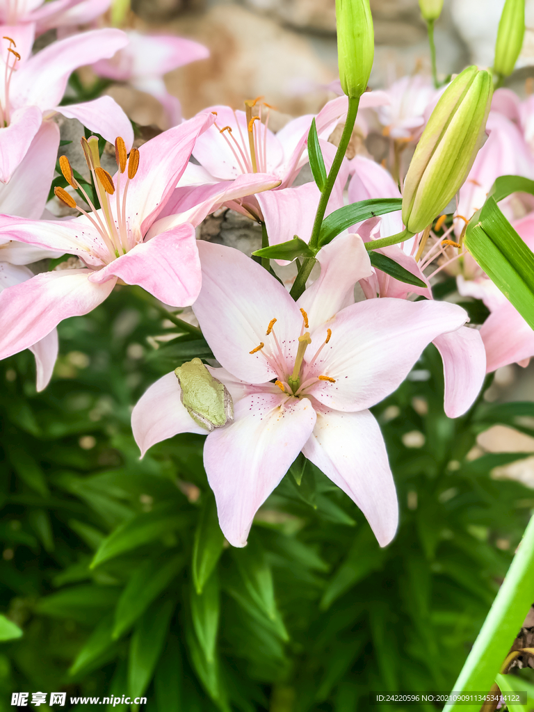 鲜花