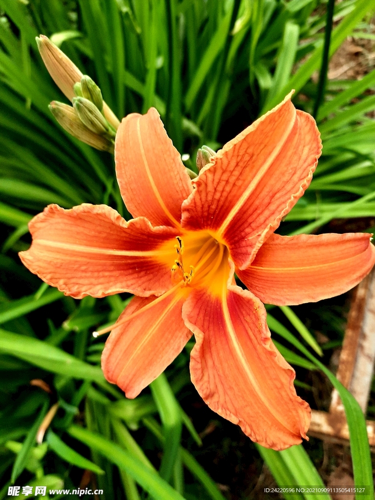 鲜花